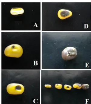 Figure 1 – Level of spotting caused by expression of the R- navajo gene, ordered in regard to size - A) Absence of expression; B, C and D) Increasing levels of expression;