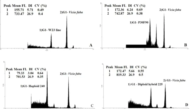 Figure 2 – Flow cytometric histograms of relative fluorescence obtained after simultaneous analysis of nuclei isolated from the internal reference standard (Vicia faba) with 2C = 26.9 pg DNA and maize: A) Parent W23, with 5.71 pg DNA.