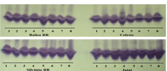 Figure 3 – Enzyme patterns of soybean seeds of the cultivars Baliza RR and Celeste, Silvânia RR and Jataí produced  under different doses and stages for foliar application of Mn, revealed for malate dehydrogenase (MDH) with: 1(0,  R1), 2(0, R3), 3 (200, R1