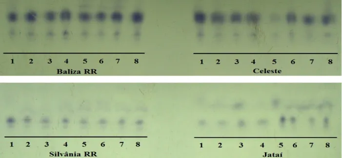 Figure 4 – Enzyme patterns of soybean seeds of the cultivars Baliza RR and Celeste, Silvânia RR and Jataí produced  under different doses and stages for foliar application of Mn, revealed for alcohol dehydrogenase (ADH) with: 1(0,  R1), 2(0, R3), 3 (200, R