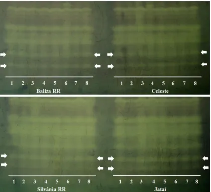 Figure 6 – Enzyme patterns of soybean seeds of the cultivars Baliza RR and Celeste, Silvânia RR and Jataí produced  under different doses and stages for foliar application of Mn, revealed for superoxide dismutase (SOD) with: 1(0, R1),  2(0, R3), 3 (200, R1