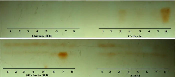 Figure 7 – Enzyme patterns of soybean seeds of the cultivars Baliza RR and Celeste, Silvânia RR and Jataí produced  under different doses and stages for foliar application of Mn, revealed for peroxidase (PRX) with: 1(0, R1), 2(0, R3),  3 (200, R1), 4 (200,