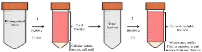 Figure  1  –  Centrifugation  steps  used  to  obtain  the  microsomal pellet: 1) Homogenized Cachaco root tissue  was centrifuged at 10,000 g for 10 min to precipitate  cellular debris, nuclei and cell wall; 2) the total fraction  (supernatant) was subseq