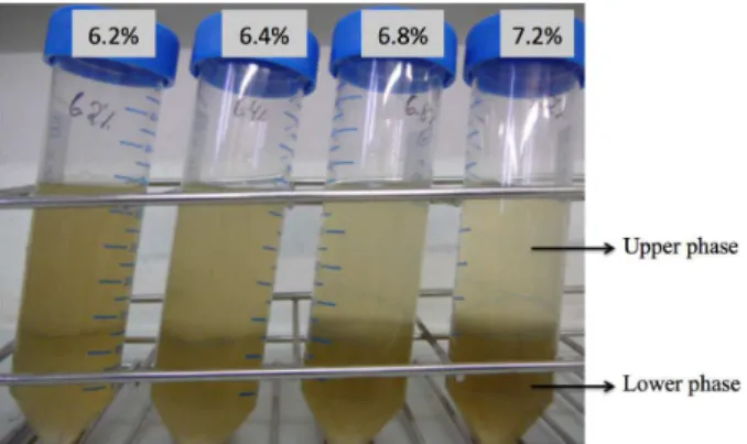 Figure 4 – Proteins from Cachaco roots isolated in the  upper and lower phases (UP and LP) of four  aqueous-polymer two-phase systems containing different aqueous-polymer  concentrations