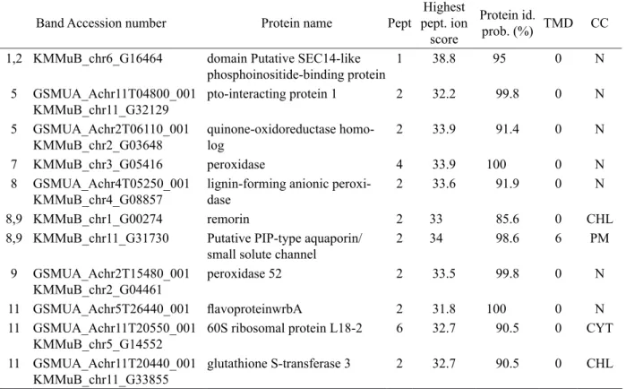 Table 1 – Proteins identified in the bands depicted in figure 4. The band where the protein was identified, accession  number (MusaA_B database), protein name, number of unique peptides (Pept, determined by Mascot), highest peptide  ion score (determined b
