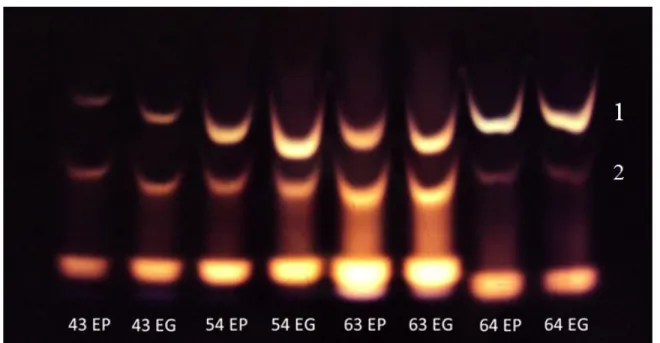 Figure 1 – Isoenzyme patterns of alpha amylase of soaked maize seeds (E) of different lines and sizes, small (P) and large (G), shown for α-amylase (1 and 2 correspond to specific isoforms).