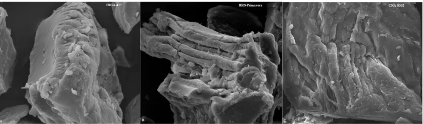 Figure 2 – Scanning electron micrographs under 2000x magnification of extruded rice flours (ERF): A: IRGA-417, B: 