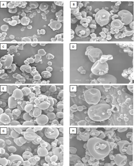 Figure 1: Microscopic images with magnification ×3000 of the spray-dried powder permeate from UF-10 at 140 ºC  and 10% gum arabic (A), 15% gum arabic (B) 160 ºC with 10% gum arabic (C), 15% gum arabic (D) coming permeate  from UF-30 to 140 ºC at 10% gum ar
