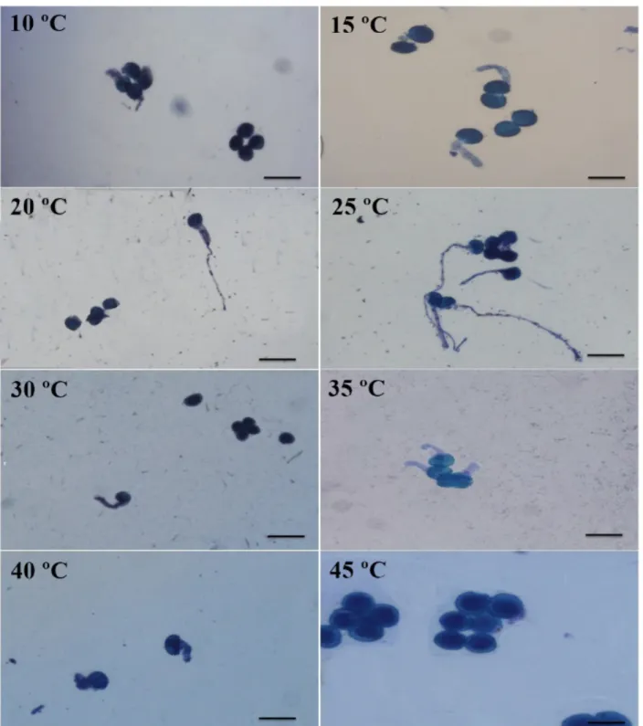 Figure 1: Effect of temperature on in vitro germination of sugar apple pollen grains. Pollen grains incubated at  10 °C, 15 °C, 20 °C, 25 °C, 30 °C, 35 °C, 40 °C and 45 °C