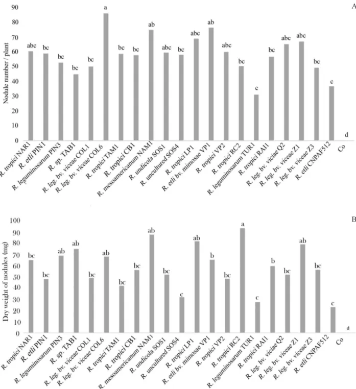 Figure 1: Nodule number (A) and nodular biomass (B) by strain. Plants were inoculated with the isolates showed  in each column