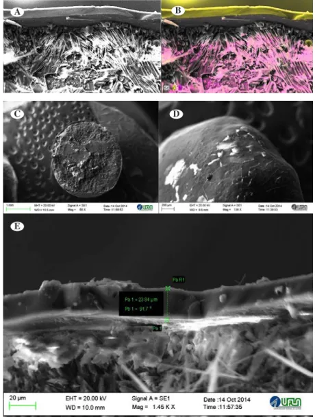 Figure 2: Scanning electromyrography of urea coated with thermoplastic resin. Urea coated with thermoplastic  resin (A); EDS mapping of carbon and nitrogen (B); general appearance of the granule and coating (C); external  appearance of the urea coating wit