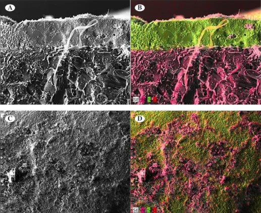 Figure 3: Scanning electromyography of urea coated with 16% elemental sulfur (S 0 ). Urea coated with 16% 