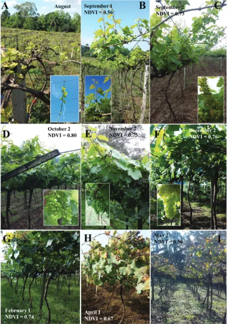 Figure 2: Photographs and Normalized Diff erence Vegetation Index (NDVI) values in Chardonnay cycle established  in horizontal training system.