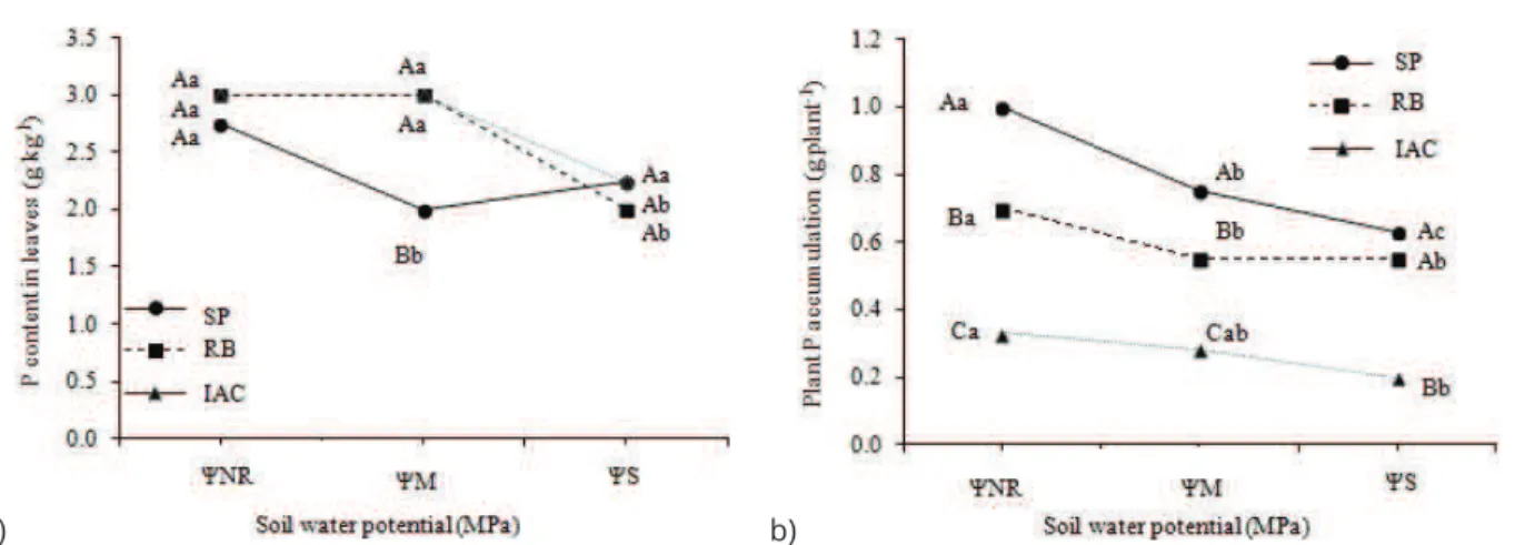 Figure 4: Content of Phosphorus (P) in leaves (a), and P accumulation in the shoot (b) of plants from three sugar  cane genotypes (SP= SP81-3250, RB= RB855453, IAC= IACSP95-5000), grown under three soil water potentials  (ΨNR= -0,010 to -0,015 MPa = no wat