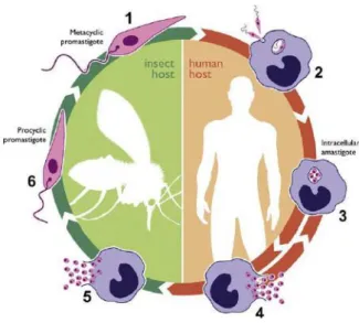 Figura  1:  Ciclo  de  vida  de  Leishmania.  A  forma  infectiva  da  Leishmania,  promastigota  metacíclica  (1),  é  transmitida  pela  picada  da  fêmea  de  flebotomíneo  infectada  durante  o  repasto  sanguíneo