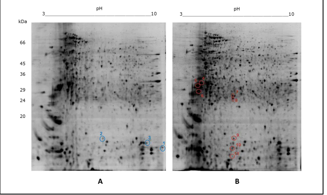 Figura  7:  Géis  bidimensionais  representativos  do  perfil  proteômico  de  L.  infantum  recuperados  na  fase  aguda  (2  semanas)  da  doença