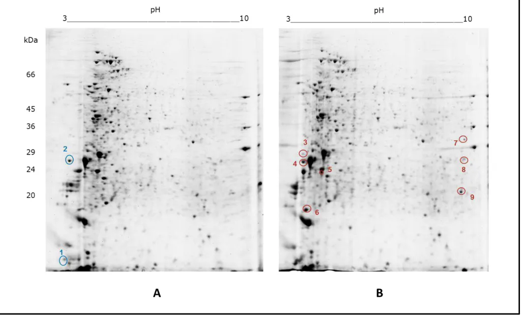 Figura 8: Géis bidimensionais representativos do perfil proteômico de L. infantum recuperados na fase crônica (3 meses) da doença