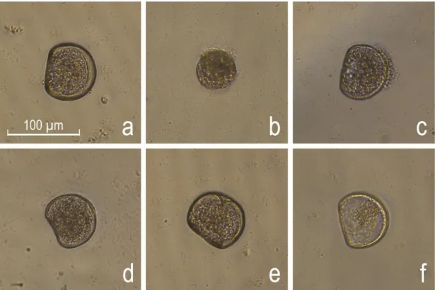 Figure 1 - Embryo-larvae types observed in Crassostrea angulata and C. gigas. 