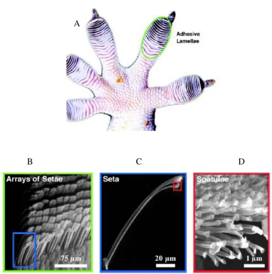 Figura 3.4- A- Vista ventral do pé da lagartixa, com os adesivos lamelares; B- Microestrutura: porção  proximal  de  uma  única  lamela,  com  vários  “setae”  (pêlos  microscópicos  queratinizados);  C -  Nanoestruturas:  único  “setae”;   D-  Detalhe  da