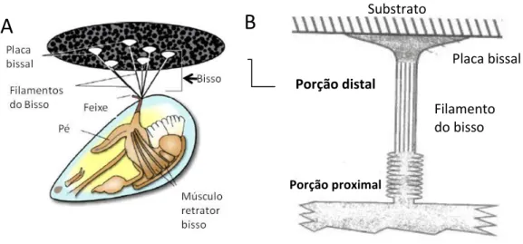 Figura 3.5- A- Anatomia do mexilhão M. edulis (SILVERMAN e ROBERTO, 2007); B- Esquema de  um filamento de bisso e placa bissal de M