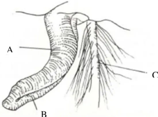Figura 3.9-  Desenho esquemático do pé e do bisso do  molusco  Perna  perna. Pé do  molusco  Perna  perna (A), sulco do bisso (B) e filamento principal do bisso (C) (NARCHI e BUENO, 1997)
