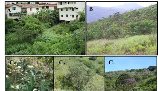 Figura 3.6: Vista de Vegetação Arbustiva. A: área localizada no Bairro São Francisco, divisa com Centro; B: 