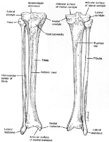 Figure 2.3: Tibia's scheme
