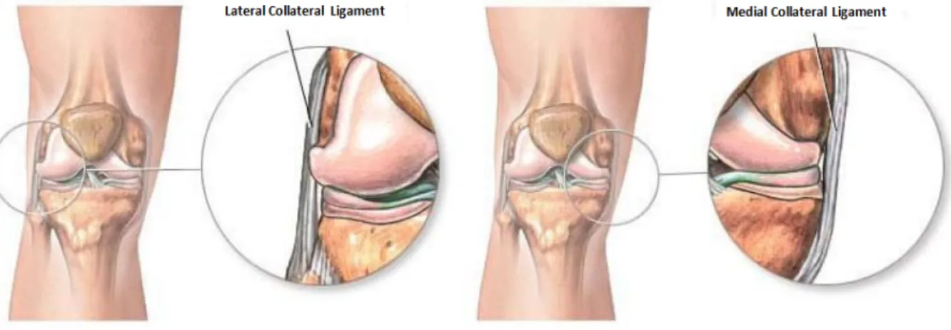 Figure 2.9: Anterior view of the knee with the representation of the collateral ligaments [2, 3]