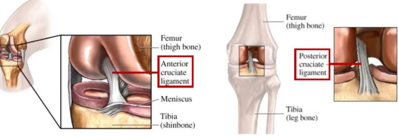 Figure 2.10: Anterior and posterior view of the knee with the representation of the cruciate liga- liga-ments [3, 4]