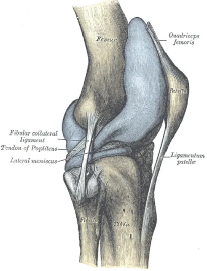 Figure 2.14: Articular capsule