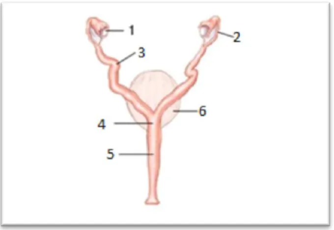 Figura 1. Representação esquemática do útero de gata. 1-ovário, 2-ovidutos, 3-corno uterino,   4 - corpo do útero, 5-cervix , 6-bexiga (http://curiosidades-felinas.blogspot.pt, consultado em  5/05/2013) 