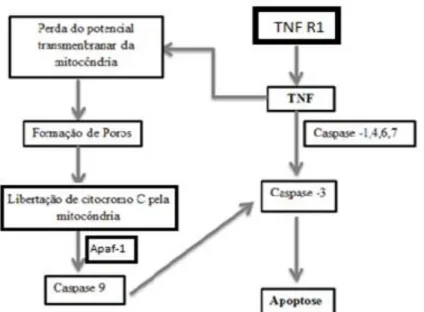 Figura 6. Via de sinalização celular do TNFα, induzindo a  apoptose (Gaur &amp; Aggarwal, 2003) 