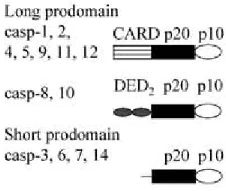 Figura 7. Estrutura geral das caspases e sua classificação com base no  tamanho do pró-dominio (Degterev et al., 2003)