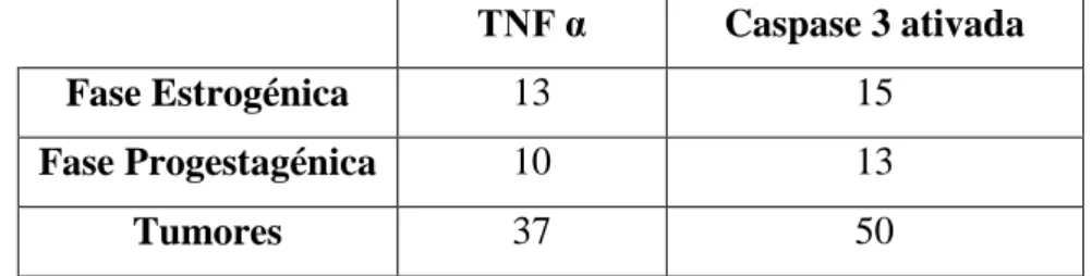 Tabela 1. Número de amostras utilizadas em cada fase (estrogénica e progestagénica) e nos tumores  por cada anticorpo (TNF α e caspase 3 ativada)
