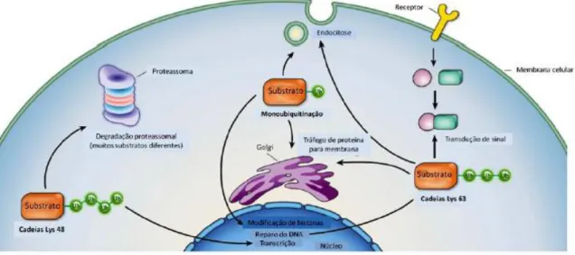 Figura 3: Processos celulares dependentes da ubiquitinação. Cadeias de ubiquitina K-48 ligadas são  mais comumente associadas com a degradação mediada pelo proteassoma