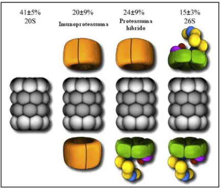 Figura  6:  Quantidade  relativa  das  diferentes  formas  do  proteassoma  20S  encontradas  no  citosol  de  células HeLa (TANAHASHI Et al., 2000)