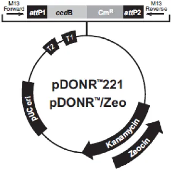 Figura 9: Mapa do vetor de entrada pDONR™221 (Invitrogen).  pUC ori: origem de replicação de  alta  cópia