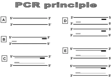 Figure  5.  Diagrammatic  representation  of  the PCR principle. A: In the denaturing step,  the  heat  opens  the  double  strand