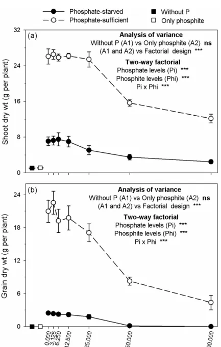 Figure 1 – Shoot dry weight (a) and grain dry weight (b) in common bean grown under 2 phosphate levels (phosphate- (phosphate-starved = 40 mg P dm -3  soil, and phosphate-sufficient = 200 mg P dm -3  soil), and 7 phosphite levels in the soil