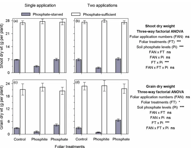 Figure 2 – Shoot dry weight (a and b) and grain dry weight (c and d) in common bean grown under 2 phosphate levels (phosphate-starved plants = 40 mg P dm -3  soil, and phosphate-sufficient plants = 200 mg P dm -3  soil), 3 nutrient sources supplied via fol