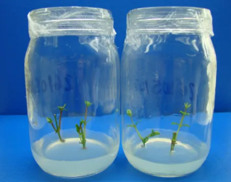 Figure 1 – Mangaba adventitious shoots regenerated in vitro in flaskes sealing PVC film in the establishment phase at 30 days.