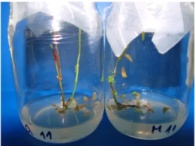Figure 2 – Leaf abscission in mangaba adventitious shoots regenerated in vitro in the second subculture at 65 days.