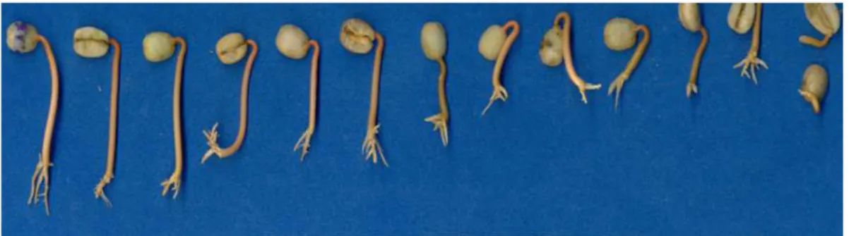 Figure 4 – Abnormal coffee seedlings with deficient or absent primary root and poorly developed hypocotyl (short and thick).