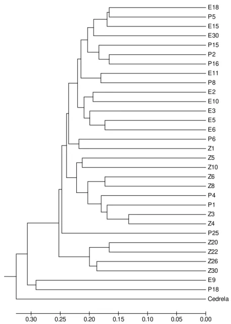 Figure 1 – Dendrogram of genetic dissimilarity obtained based on DNA markers, using the Jaccard index based on the UPGMA method for 31 genotypes of Australian cedar selected by mixed model methodology, and one of Cedrela fissilis.