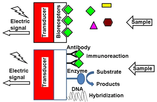 Figure 1.2 The general scheme of amperometric biosensors  