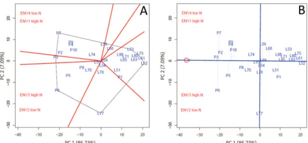 Figure 1: GGE biplot representing: (A) the “which-won-where” graph and (B) means x stabilities, indicating the  yield rankings of the 29 popcorn lines, with their respective production stabilities.