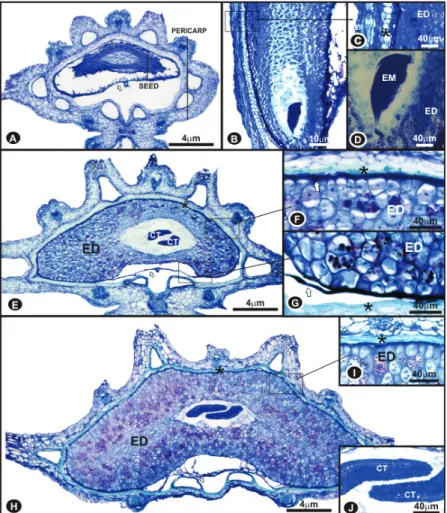 Figure 2: Carrot seeds sections (stained with Toluidine blue) at diff erent stages of development: 14 DAA (A-D), 21  DAA (E-G), 28 DAA (H-J)