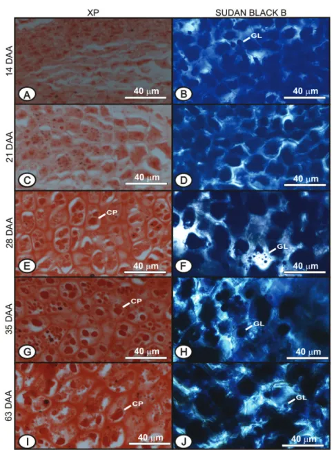 Figure 5: Cross-sections of carrot seed endosperm collected at 14 DAA (A and B), at 21 DAA (C and D), at 28 DAA  (E and F), at 35 DAA (G and H) and at 63 DAA (I and J)