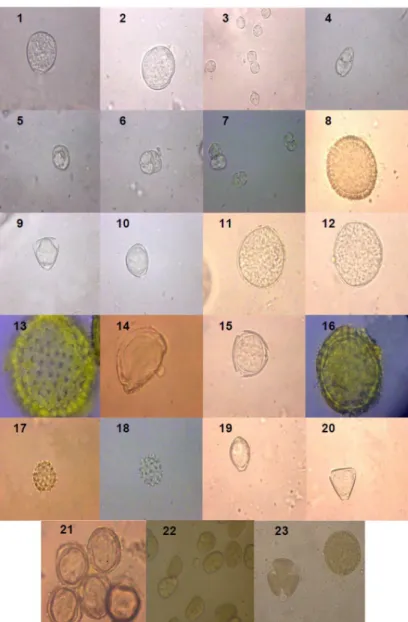 Figure 2:  Photomicrographs of pollen types (magnitude 640 ×) in bee pollen collected during the dry season  (2008/09) from different mesoregions of Alagoas (Northeastern Brazil)