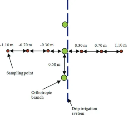 Figure 2: Positions of samplings in relation to the planting line and the dripline for the evaluation of coffee root  system.